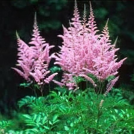 Astilbe, ārenda 'Hyacinth' /Astilbe arendsii/ C2 kont.