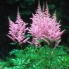 Astilbe, ārenda 'Hyacinth' /Astilbe arendsii/ C1 kont. - JŪNIJS