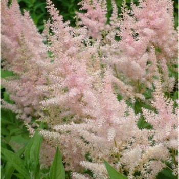 Astilbe, ārenda 'Venus'...