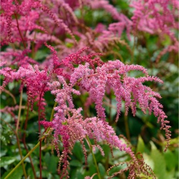 Astilbe, ārenda...