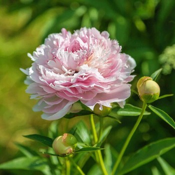 Peonija 'Morning Kiss'...