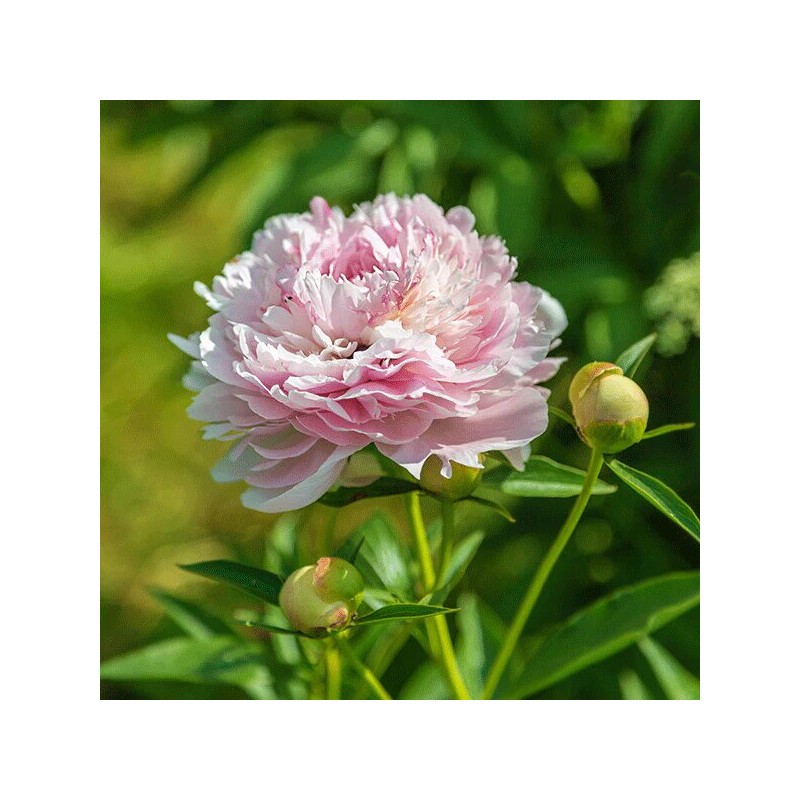 Peonija 'Morning Kiss' /Paeonia/ - C3 kont.