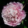 Peonija 'Morning Kiss' /Paeonia/ - C3 kont.