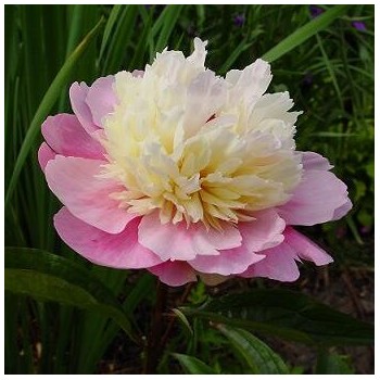 Peonija 'Sorbert' /Paeonia/ - C3 kont.