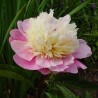 Peonija 'Sorbert' /Paeonia/ - C3 kont.