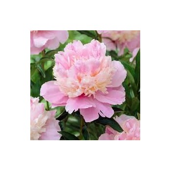 Peonija 'Sorbert' /Paeonia/...