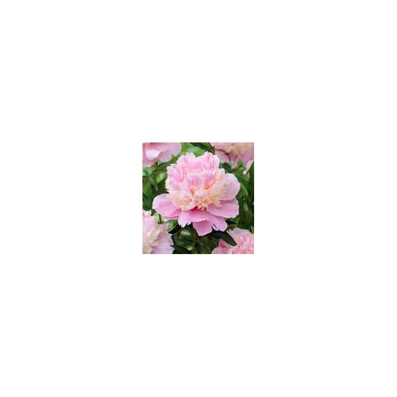 Peonija 'Sorbert' /Paeonia/ - C3 kont.