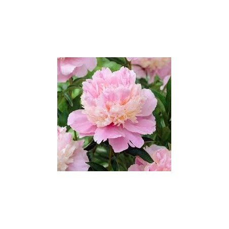 Peonija 'Sorbert' /Paeonia/ - C3 kont.