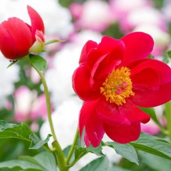 Peonija 'Blaze' /Paeonia/ -...