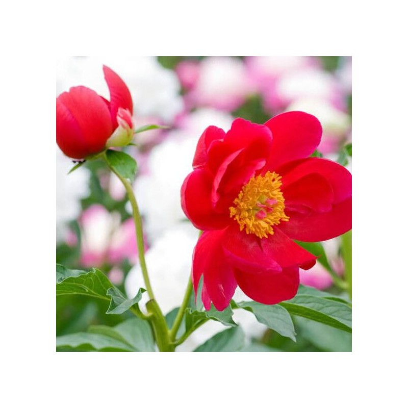 Peonija 'Blaze' /Paeonia/ - C3 kont.