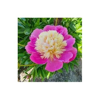 Peonija 'Bowl of Beauty'...
