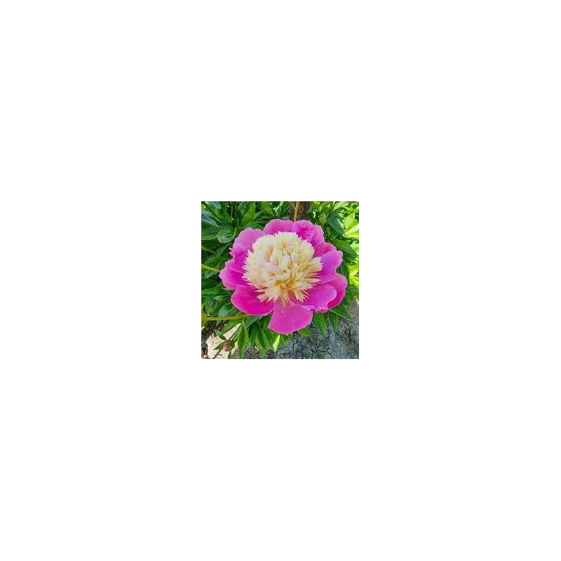 Peonija 'Bowl of Beauty' /Paeonia/ - C3 kont.