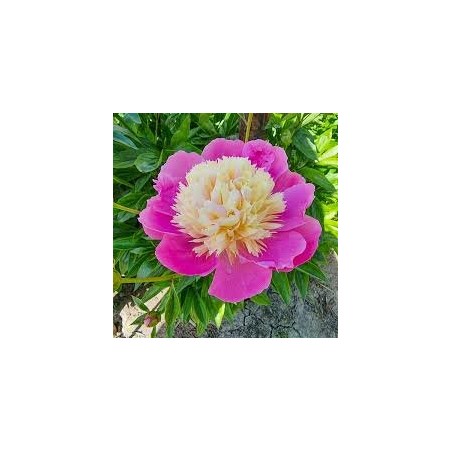 Peonija 'Bowl of Beauty' /Paeonia/ - C3 kont.