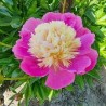 Peonija 'Bowl of Beauty' /Paeonia/ - C3 kont.