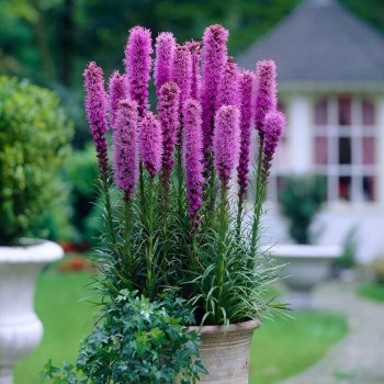 Liatre, vārpu /Liatris...
