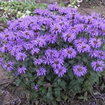 Monarda "Blue Moon"...