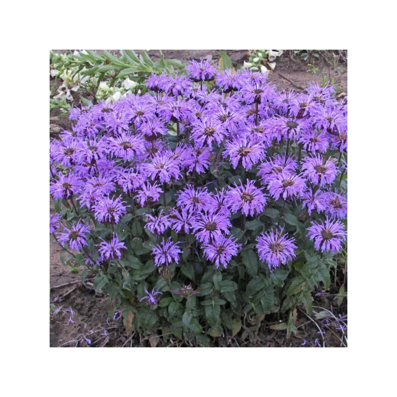 Monarda  Sugar Buzz® "Blue Moon" /Monarda/ - C2 kont.
