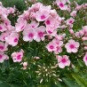 Floksis, skarainais 'Bright Eyes’/Phlox paniculata/ - P12 kont.