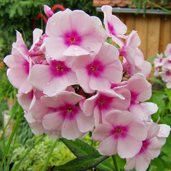 Floksis, skarainais 'Bright Eyes’/Phlox paniculata/ - P12 kont.