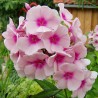 Floksis, skarainais 'Bright Eyes’/Phlox paniculata/ - P12 kont.