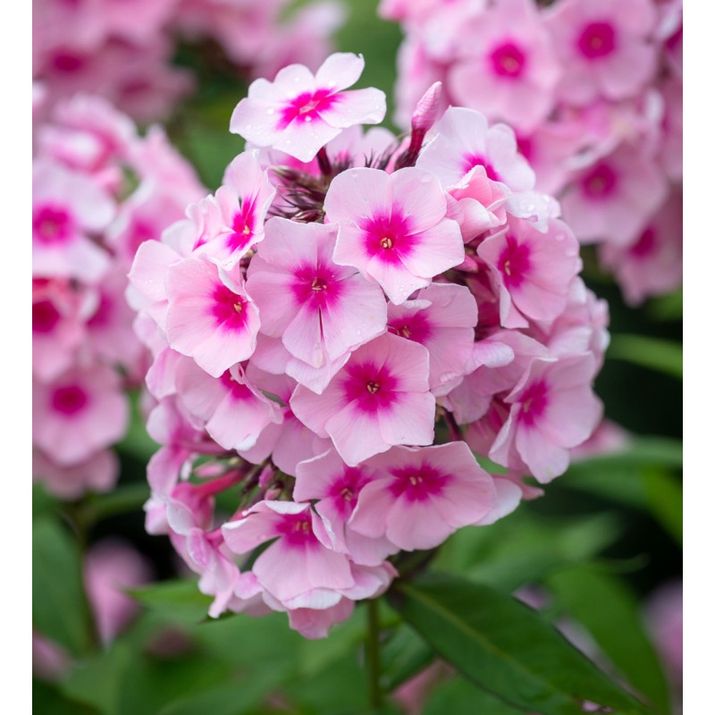 Floksis, skarainais 'Bright Eyes’/Phlox paniculata/ - P12 kont.