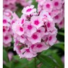 Floksis, skarainais 'Bright Eyes’/Phlox paniculata/ - P12 kont.