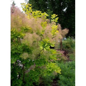Parūkkoks ,,Golden Spirit,, /cotinus coggyria/ - C10 kont.