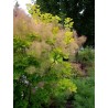 Parūkkoks ,,Golden Spirit,, /cotinus coggyria/ - C10 kont.