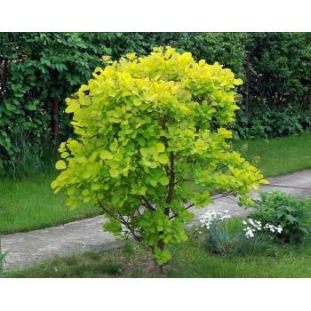 Parūkkoks ,,Golden Spirit,, /cotinus coggyria/ - C10 kont.