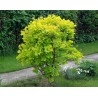 Parūkkoks ,,Golden Spirit,, /cotinus coggyria/ - C10 kont.