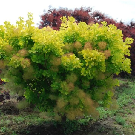 Parūkkoks ,,Golden Spirit,, /cotinus coggyria/ - C10 kont.