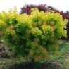 Parūkkoks ,,Golden Spirit,, /cotinus coggyria/ - C10 kont.