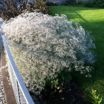Ģipsene - plīvurpuķe "White festival" /Gypsophila/ - C2,5 kont.