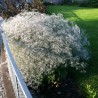 Ģipsene - plīvurpuķe "White festival" /Gypsophila/ - C2,5 kont.