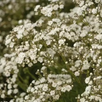 Ģipsene - plīvurpuķe "White...