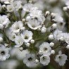 Ģipsene - plīvurpuķe "White festival" /Gypsophila/ - C2,5 kont.