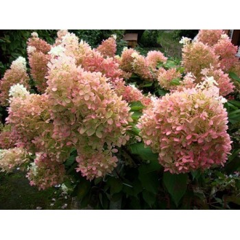 Skarainā hortenzija ,,Phantom,, /hydrangea paniculata/ - P12 kont.