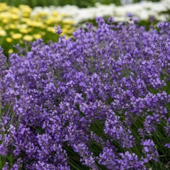 Lavanda, šaurlapu ,,Munstead,, /lavandula angustifolia/ - C3 kont.