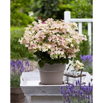 Hortenzija, skarainā "Polestar" /hydrangea polestar/  C7.5 kont.