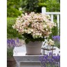 Hortenzija, skarainā "Polestar" /hydrangea polestar/  C7.5 kont.