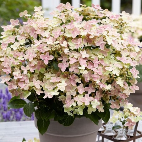 Hortenzija, skarainā "Polestar" /hydrangea polestar/ C7.5 kont.