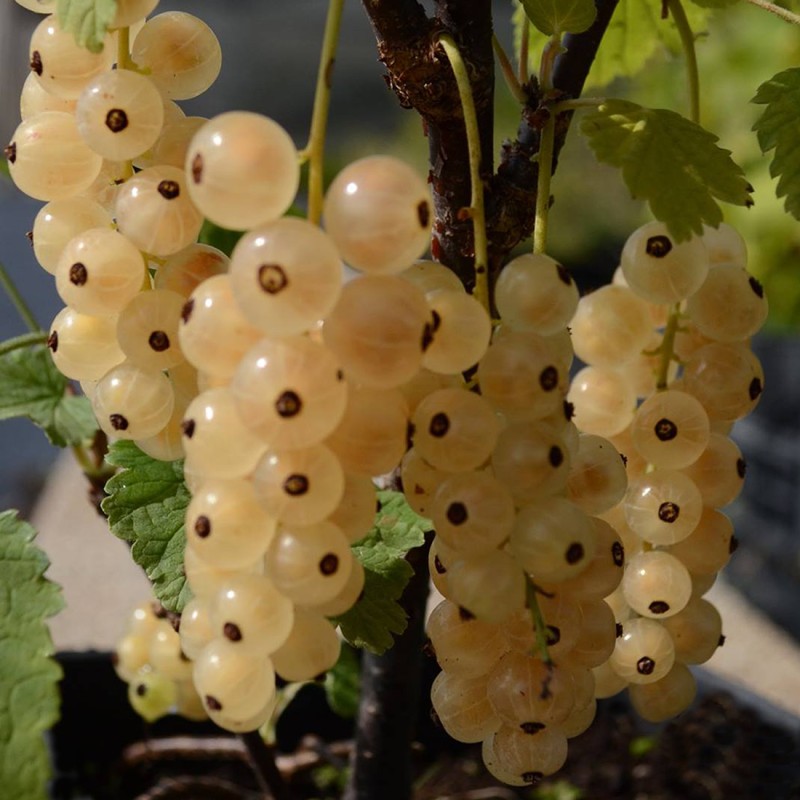 Baltā jāņoga "Zitavia" /ribes rubrum/ - C2 kont.