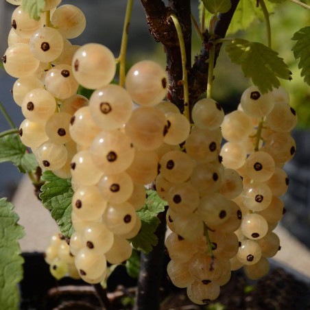 Baltā jāņoga "Zitavia" /ribes rubrum/ - C2 kont.