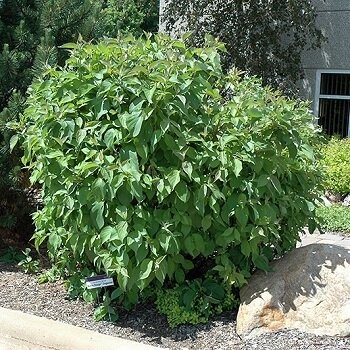 Sedulas, baltasis ,,Cosjo,,...