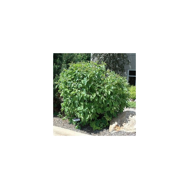 Grimonis, baltais ,,Cosjo,, /Cornus alba/ - C2 kont.