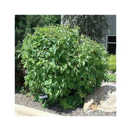 Grimonis, baltais ,,Cosjo,, /Cornus alba/ - C2 kont.