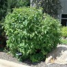 Grimonis, baltais ,,Cosjo,, /Cornus alba/ - C2 kont.