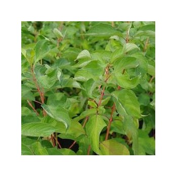 Grimonis, baltais ,,Cosjo,, /Cornus alba/ - C2 kont.