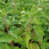 Grimonis, baltais ,,Cosjo,, /Cornus alba/ - C2 kont.