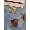 Krūmmellene ,,Duke,, /Vaccinium corymbosum/ - P9 kont.